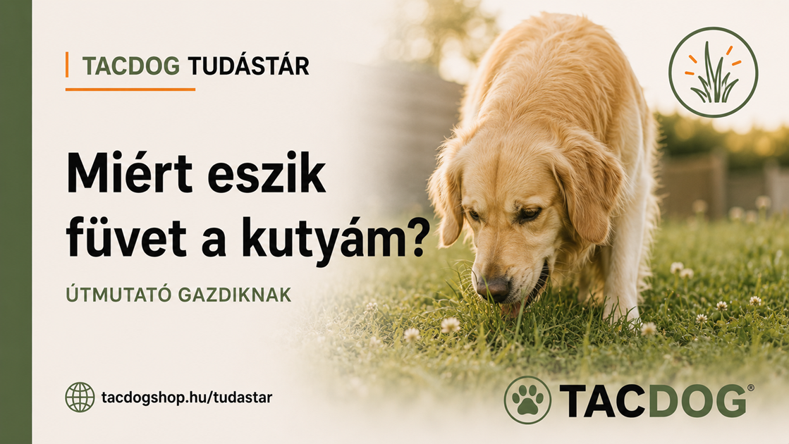 Miért eszik füvet a kutyám?