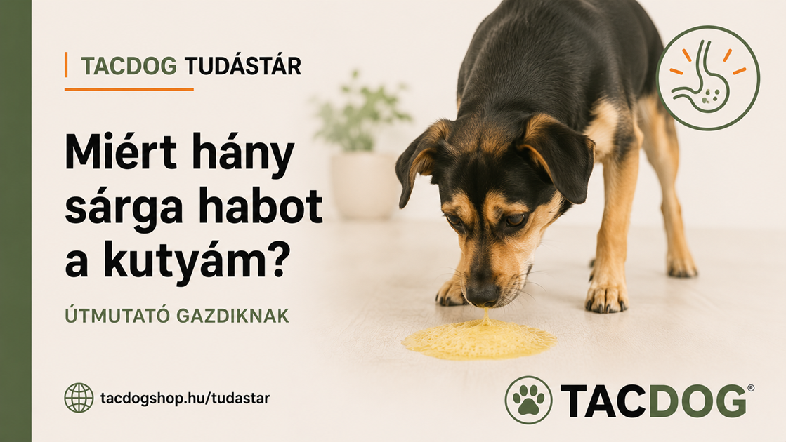 Miért hány sárga habot a kutyám? – Amit minden gazdinak érdemes tudnia a kutya gyomrának működéséről